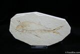Inexpensive Inch Diplomystus Fossil Fish #816-1